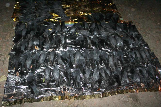 150 martwych ptaków na Mokotowie. W śmietniku były butelki po chemikaliach