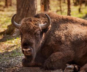 Puszcza Białowieska – ostatnia taka puszcza w Europie
