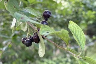 Aronia, krzew i owoce