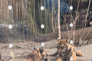 Czy warto jechać do ZOO Wrocław zimą?