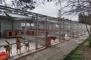 Studenci wydziału sztuki po raz kolejny chcą pomóc radomskiemu schronisku dla zwierząt 
