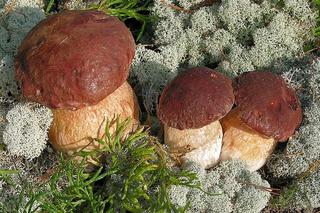 Jakie grzyby zbierać w maju na Podkarpaciu?