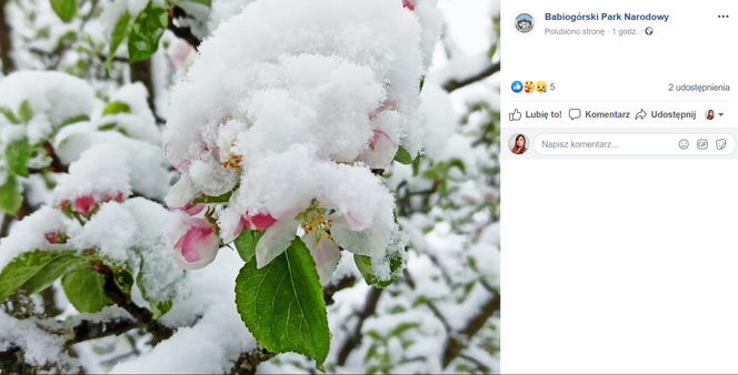 Powrót zimy w Małopolsce? W maju spadł śnieg!