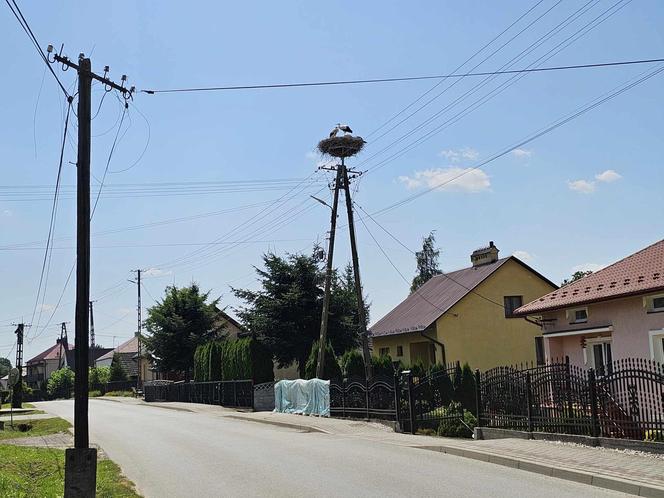 Bociany nietypowe zagrożenie na drodze.