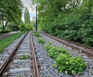 Torowisko tramwajowe na Babiej Wsi w Bydgoszczy zarośnięte chwastami. Tramwaje zniknęły stąd lata temu
