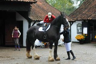 Bez żony nie radzi sobie z koniem