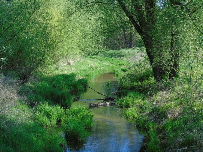 Godzinę od Warszawy leży „największy sad Europy”. To tu zabłądził sam król Kazimierz
