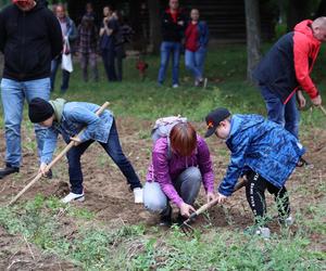 Wykopki kartoflane 2023 w lubelskim skansenie