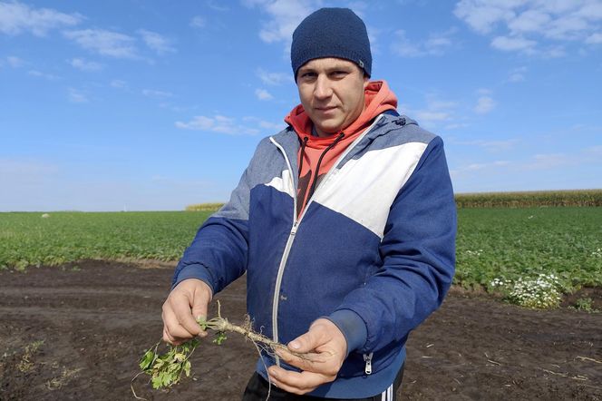 Rolnicy oszukani na nasionach