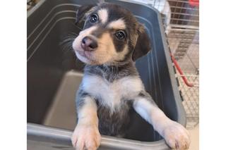 Porzucił zaniedbane szczeniaki na mrozie we Wrocławiu. Te słodziaki czekają na nowy dom