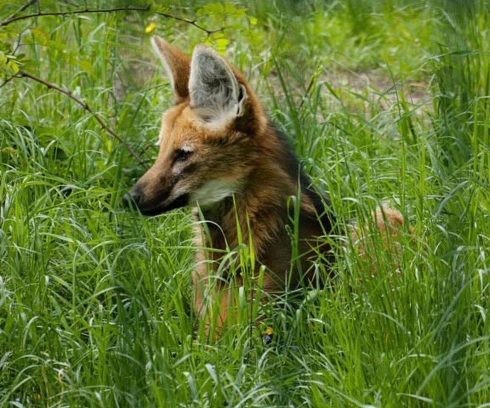 Wybraliście imię dla samiczki pampasowca ze śląskiego ZOO!