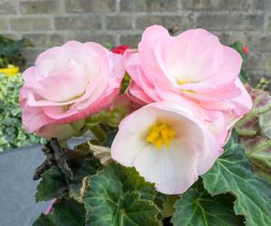 Begonia bulwiasta