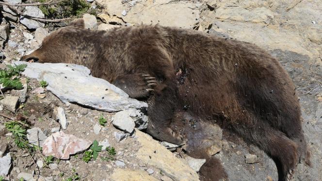 Straciła życie, uciekając przed samcem niedźwiedzia! Tragedia w Tatrach [ZDJĘCIA]