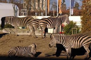 ZOO Wrocław - bilety, cennik 2023, godziny otwarcia. Jak dojechać? Mapa, parking