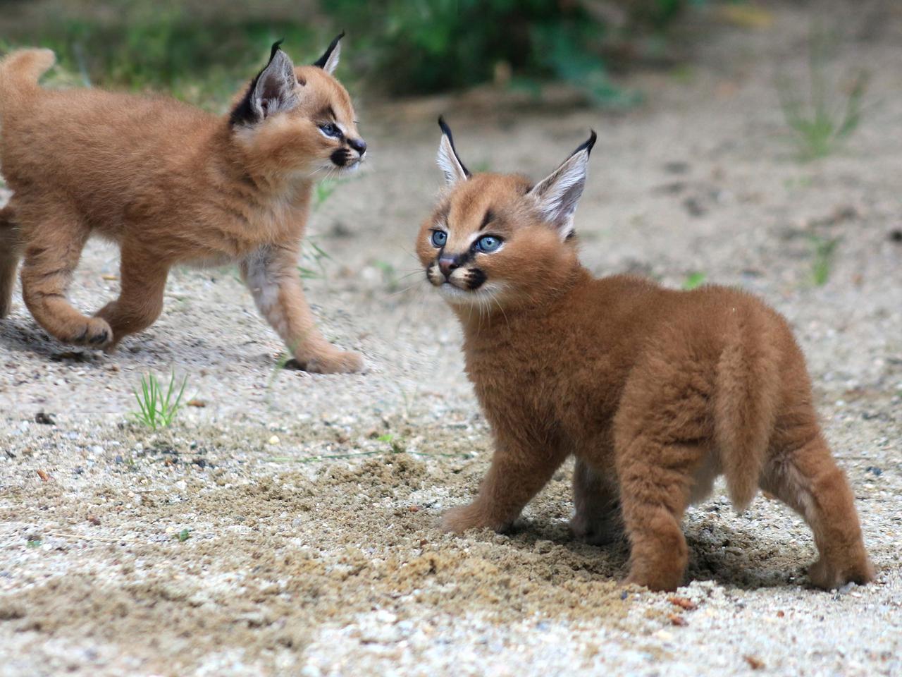 Afrykańskie lato w zoo safari w Czechach