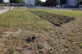 Kraków. Nasadzenia w ramach budowy KST do Górki Narodowej. Mieszkańcy krytykują: „ozdobne krzewy proszę sobie posadzić w ogródku albo na balkonie”