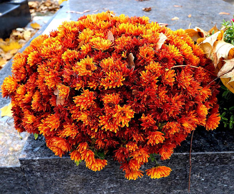 Kwiaty na cmentarz, które ozdobią groby jesienią. Długo postoją i zrobisz z nich piękny stroik