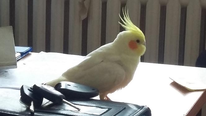 papuga.