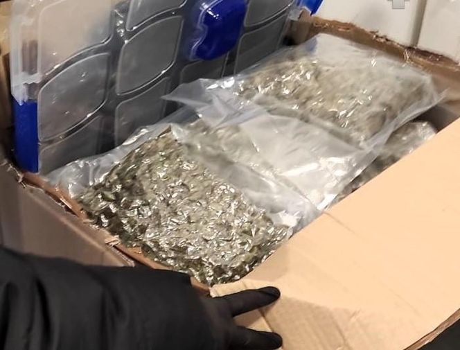 Siedlce: Przez pomyłkę odebrał paczkę, w której było 10 kg narkotyków! 