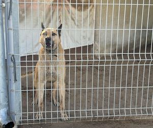 Przygotowania do nadchodzącej zimy. Odwiedziliśmy olsztyńskie Schronisko dla zwierząt [ZDJĘCIA]