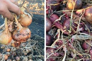 Rolnicy spod Bydgoszczy sprzedają cebulę za grosze prosto z pola. Samozbiory ich nie uratują, ale mają nadzieję, że chociaż na rachunki starczy