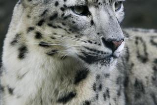 Śnieżna pantera zabija w Polsce