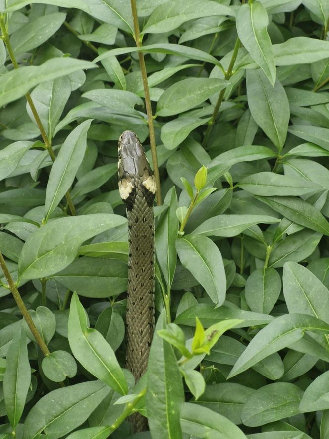  Wąż odwiedził mieszkańców Rzeszowa