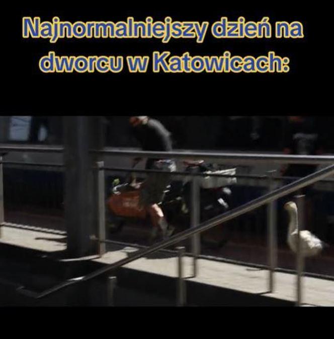 Gęś w pociągu Kolei Śląskich i na dworcu w Katowicach