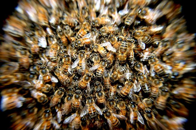 Lubelskie: Agresywne pszczoły pożądliły go na śmierć!