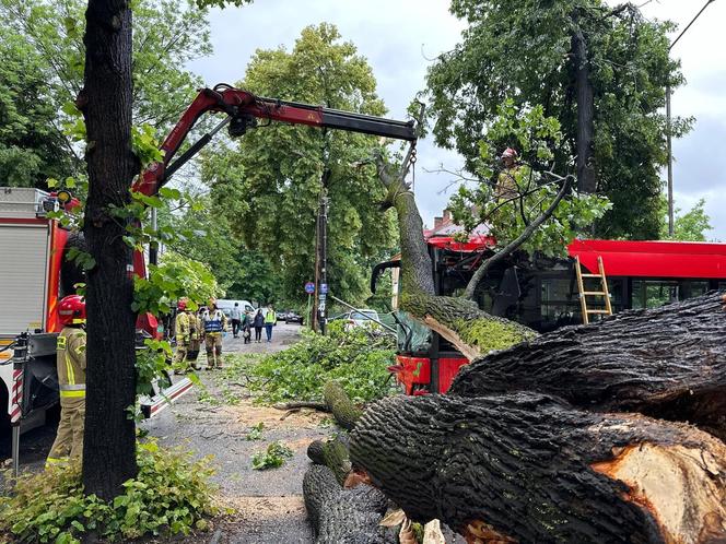 Drzewo przewróciło się na miejski autobus. Są osoby poszkodowane