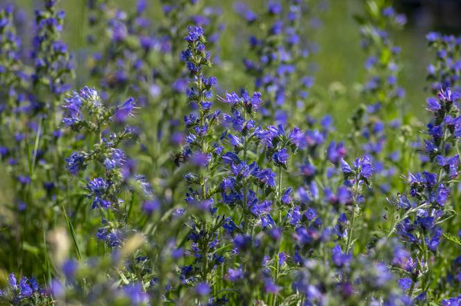 Żmijowiec zwyczajny (Echium vulgare)