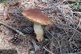 Grzyby znów w lasach