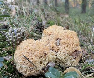 Sezon grzybowy na Dolnym Śląsku rozpoczęty. Gdzie znaleźć kanie, borowiki i koźlarze?