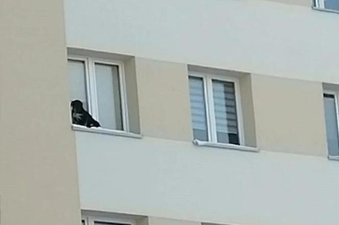 SZOK! Wstrętny zwyrodnialec wystawił psa na parapet i zamknął okno. To było 9. piętro