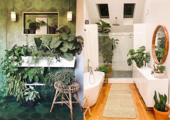 Rośliny w łazience: jakie rośliny do łazienki wybrać i jak je aranżować?