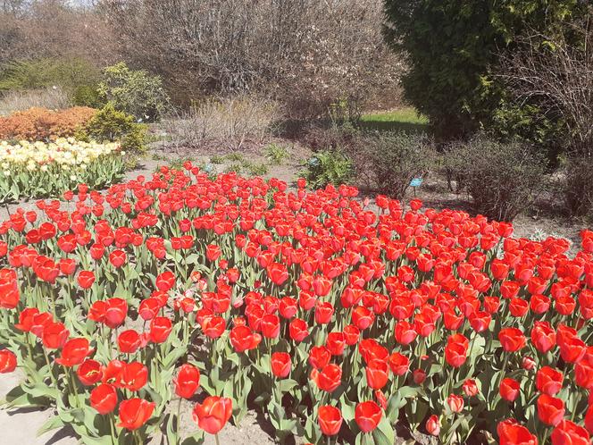 Tulipany w łódzkim botaniku