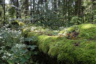 To najładniejszy las w woj. warmińsko-mazurskim. Wybrała go sztuczna inteligencja. Zachwyca naturalnością i historią