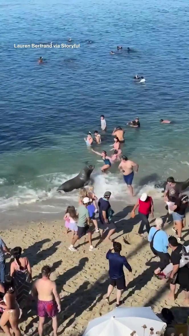 Lew morski rzucił się na tłum plażowiczów! Wideo przeraża