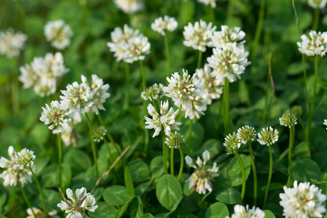 Koniczyna biała (Trifolium repens) i koniczyna łąkowa (Trifolium pratense)