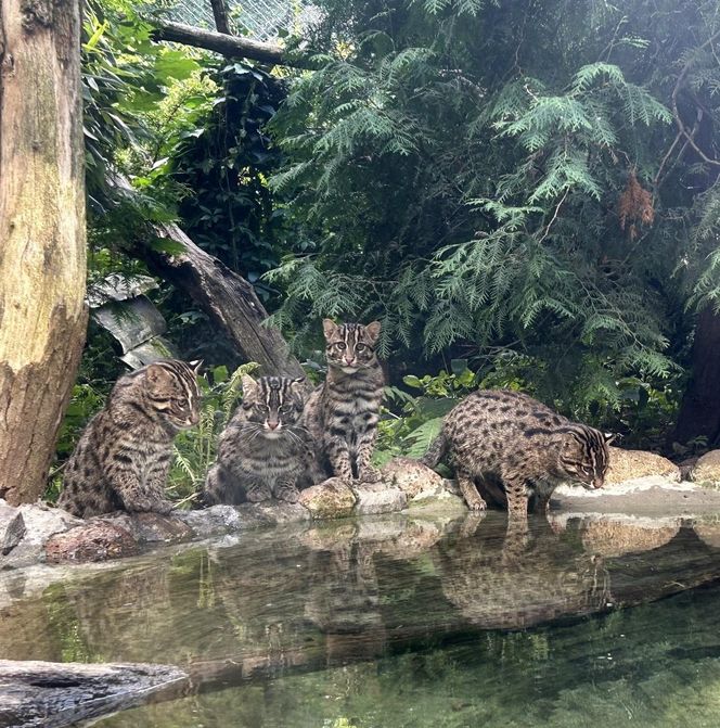 Taraje z Ogrodu Zoobotanicznego w Toruniu