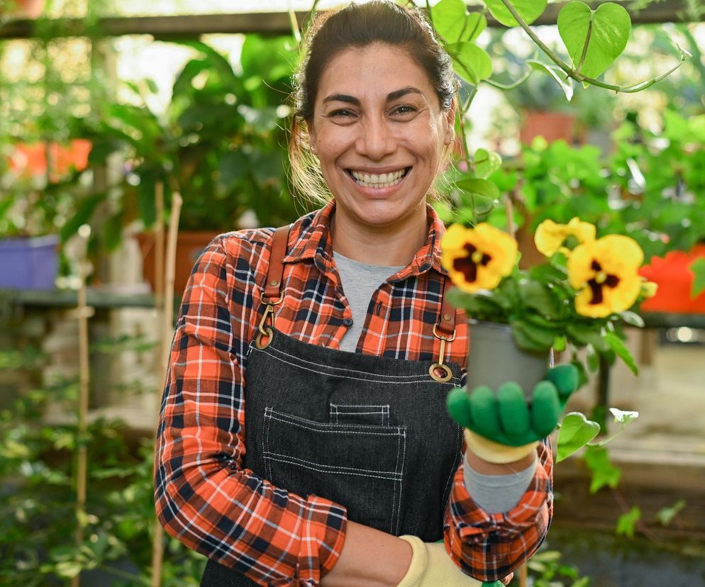 Bratki - jak sprawić by długo kwitły? Porady ogrodników, zdjęcie ilustracyjne