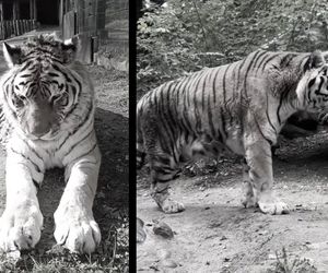 Nie żyje symbol gdańskiego zoo, tygrys Dominik. Był ulubieńcem pracowników