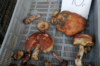 To ostatni moment na grzyby. Jakie są ceny gąsek, rydzów i kozaków w listopadzie w Krakowie?