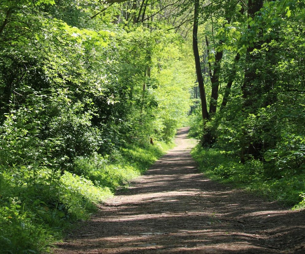 Romantyczny park uratowany. Warszawska dzielnica odkupiła go od banku