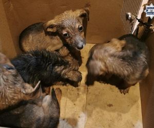 Serce pęka na ten widok. Spakował małe pieski do kartonu i wyrzucił w lesie na pewną śmierć