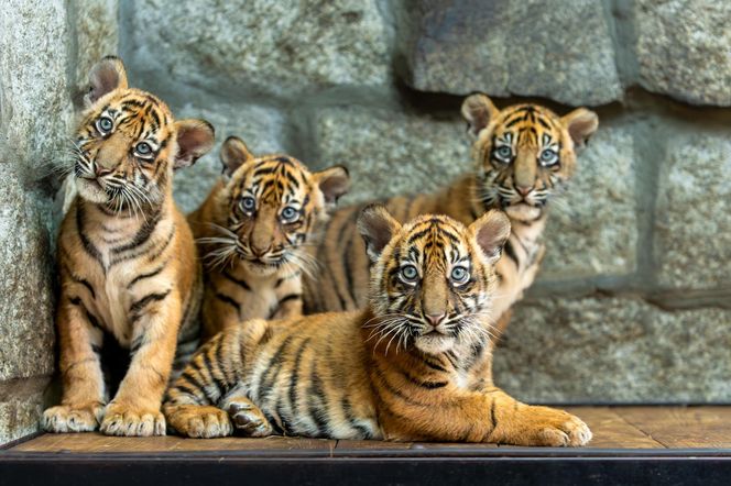 Niesamowite narodziny we wrocławskim zoo. Na świat przyszły cztery tygrysy sumatrzańskie 