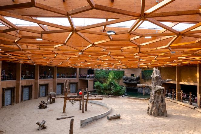 Orientarium ZOO Łódź. Kiedy są kąpiele słoni? Ile kosztują bilety w 2023?