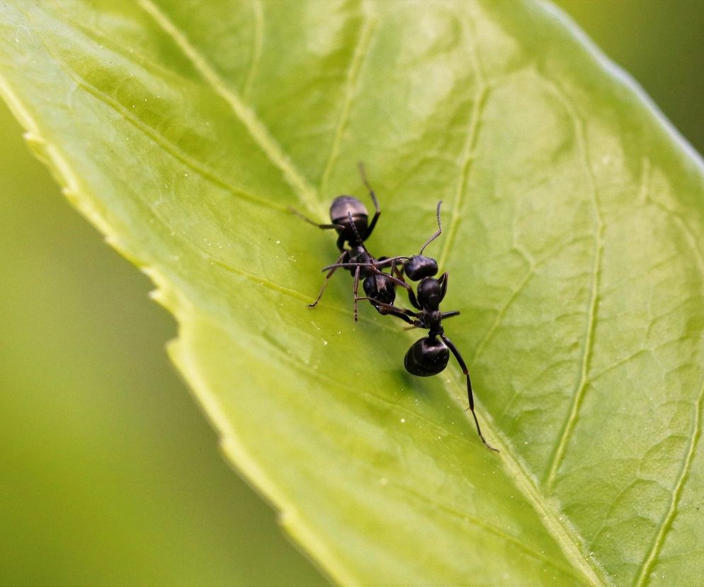 Mrówki w ogordzie