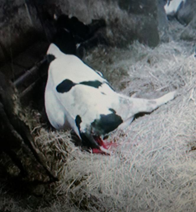 Burek zagryzł mu mamę