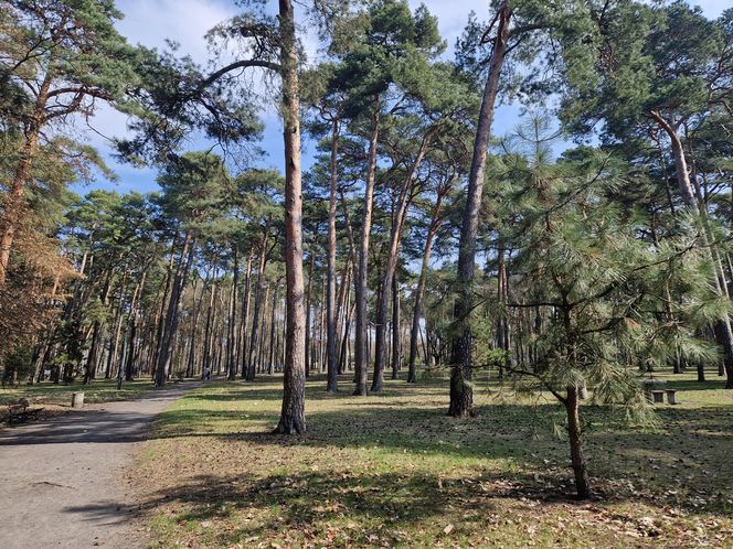 Historia wśród drzew! Tak żyje się na osiedlu Leśnym w Bydgoszczy